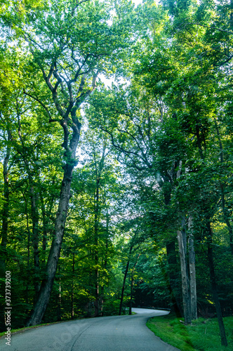 Curvy Road Thru The Trees At Mason Neck State Park © GordonVisions