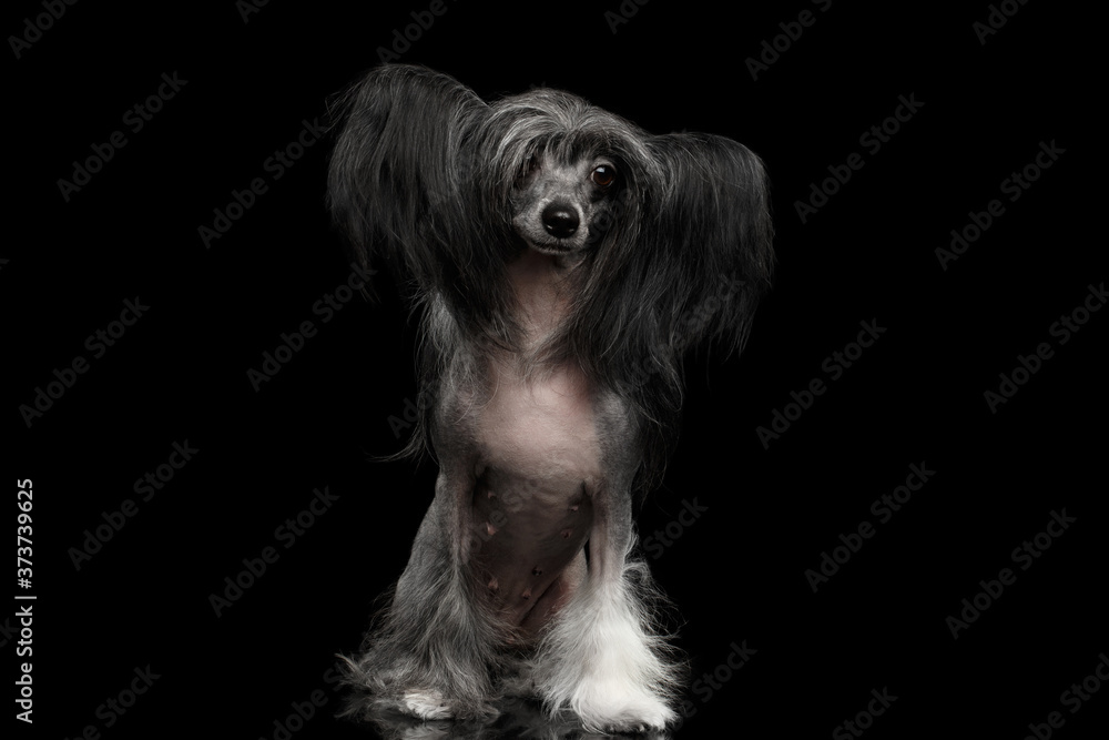 Black Chinese Crested Dog Sitting on Isolated black background Black Chinese Crested Dog Sitting on Isolated black background