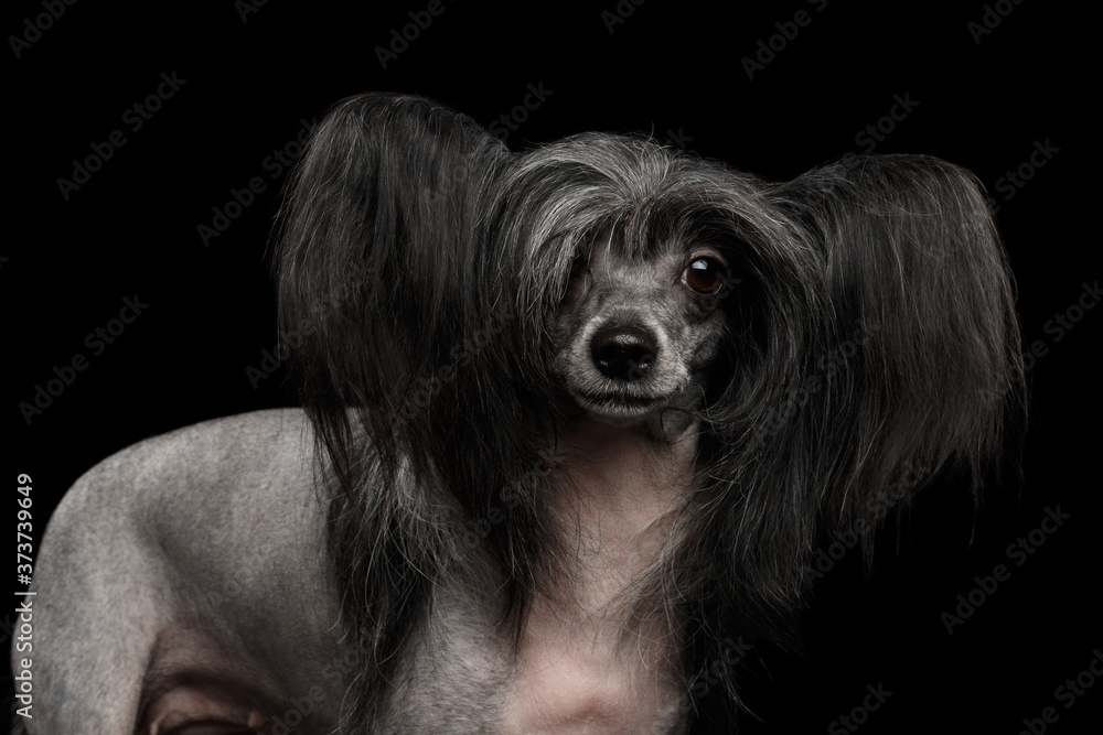 Portrait of Chinese Crested Dog Standing on Isolated black background Portrait of Chinese Crested Dog Standing on Isolated black background