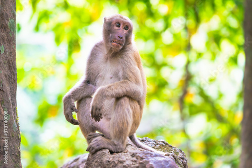 Male cute wild monkey sitting on a rock in green tropical forest with trees © Pavlo Vakhrushev
