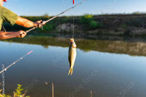 Crucian fish caught on bait by the lake, hanging on a hook on a fishing rod, in the background a man throwing a fishing pole.