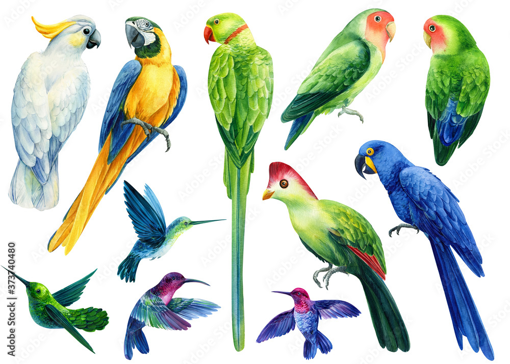 Set of colored birds parrots cockatoo, macaw, hummingbird on a white background, watercolor illustration