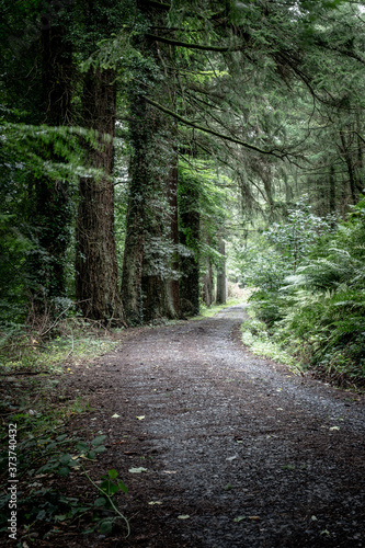 Path in the dark woods, Lake Vyrnwy, Wales, England, Europe