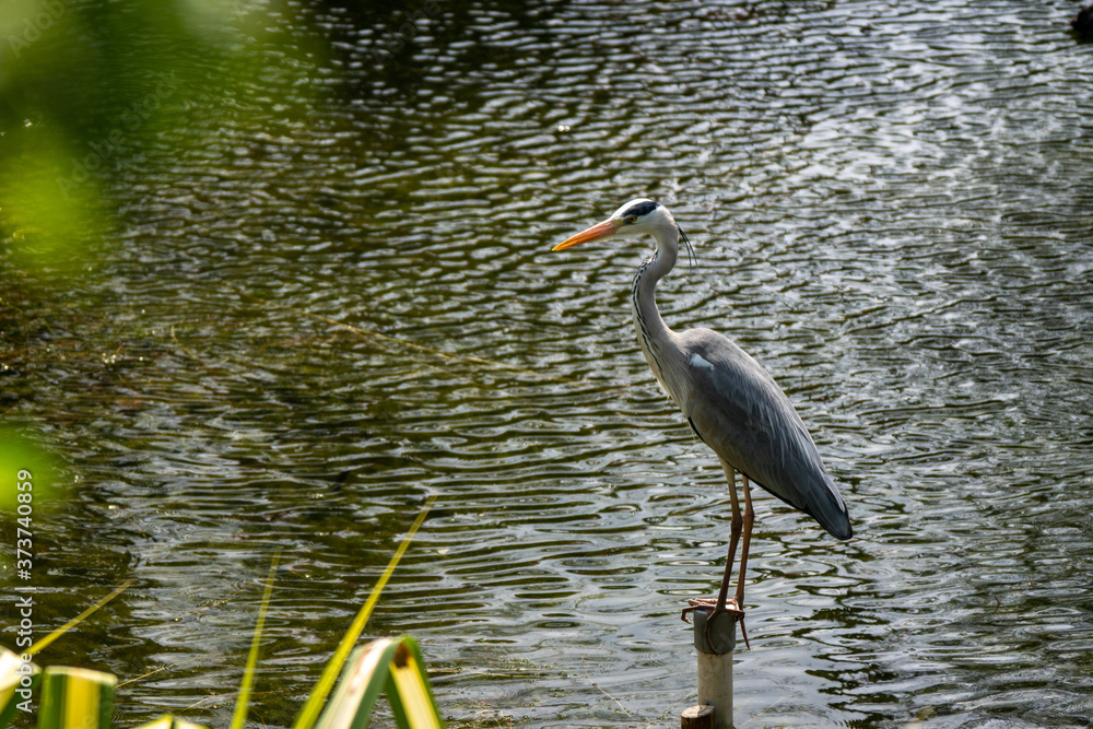 Naklejka premium Heron