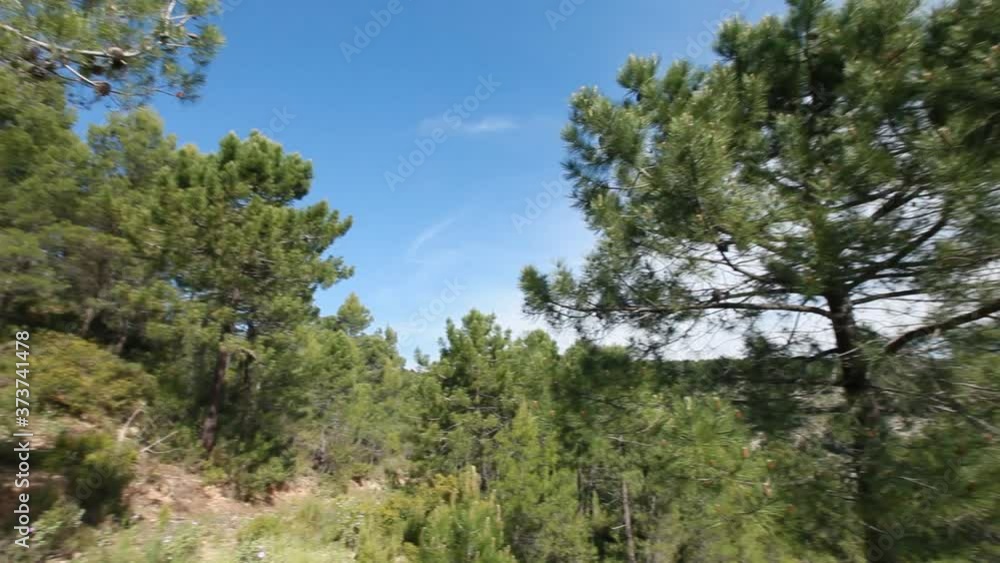Aleppo pine, camera movement Aleppo pine, camera movement