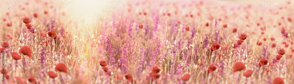 Obraz premium Beautiful meadow landscape, flowering poppy flower and purple flower, meadow flowers lit by sunlight