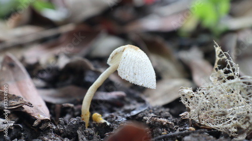 mushrooms growing in the forest