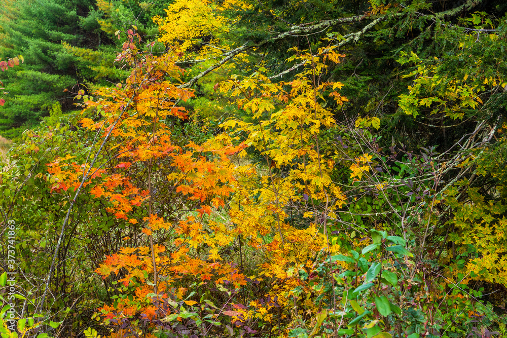 Autumn Falls on New England by Constantine Autumn Falls on New England by Constantine