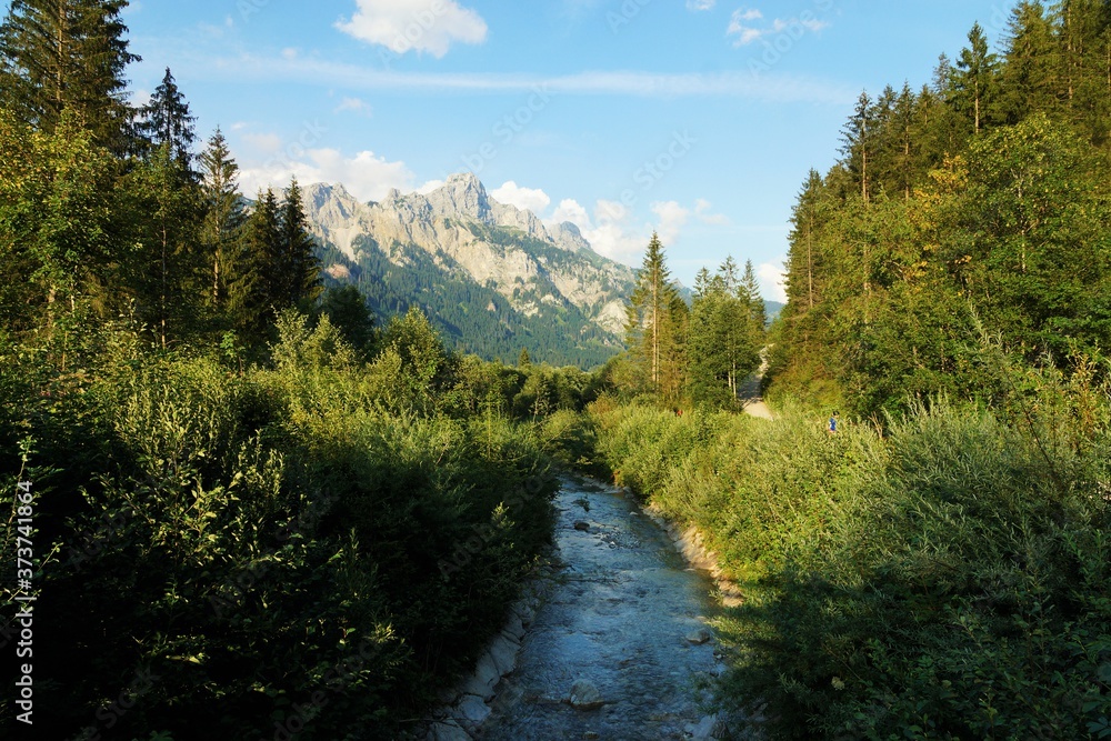 Fototapeta premium Forest in the Tyrolean Alps in summer