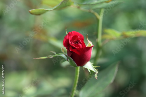 red rose in garden, flower, pink, green, love, beautiful, flora, plant