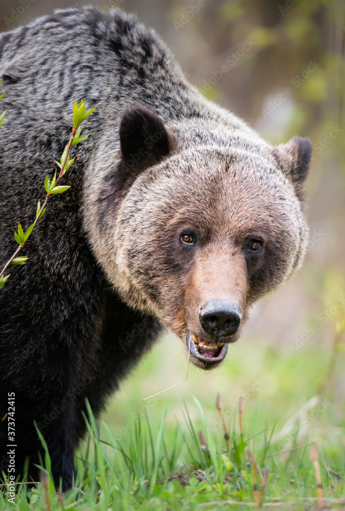 Grizzly bear in the wild