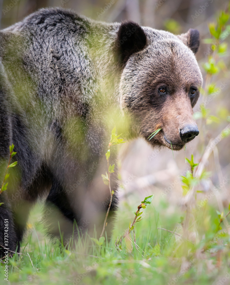 Grizzly bear in the wild Grizzly bear in the wild