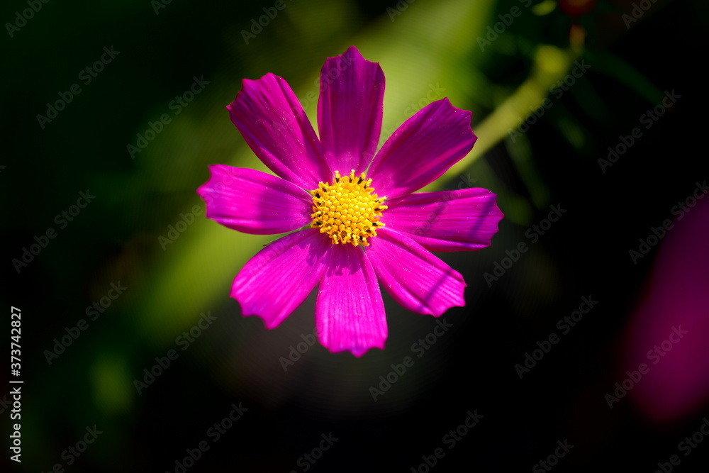 pink cosmos flower
