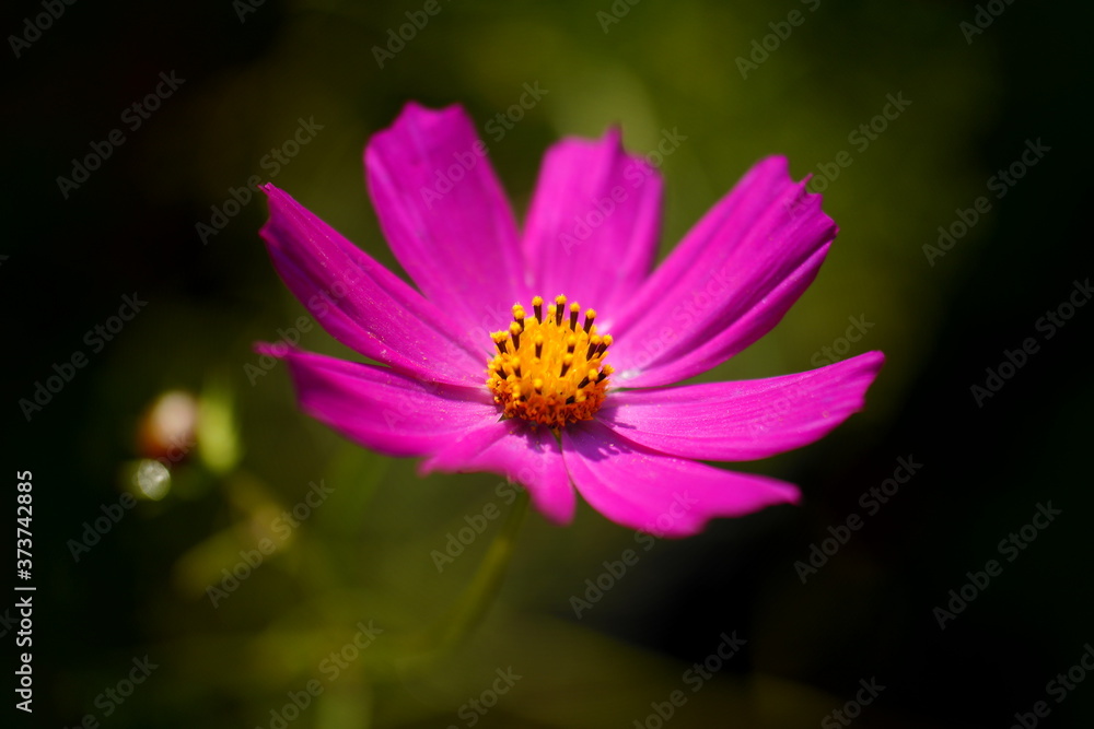 pink and yellow flower pink and yellow flower