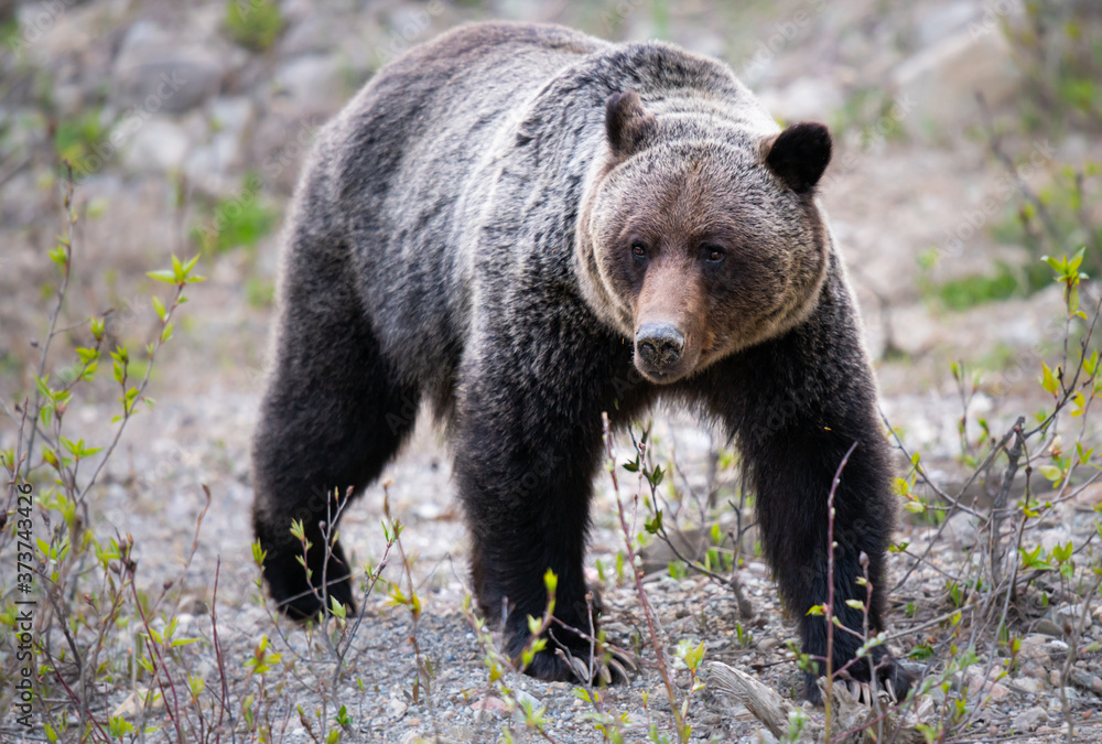 Grizzly bear in the wild