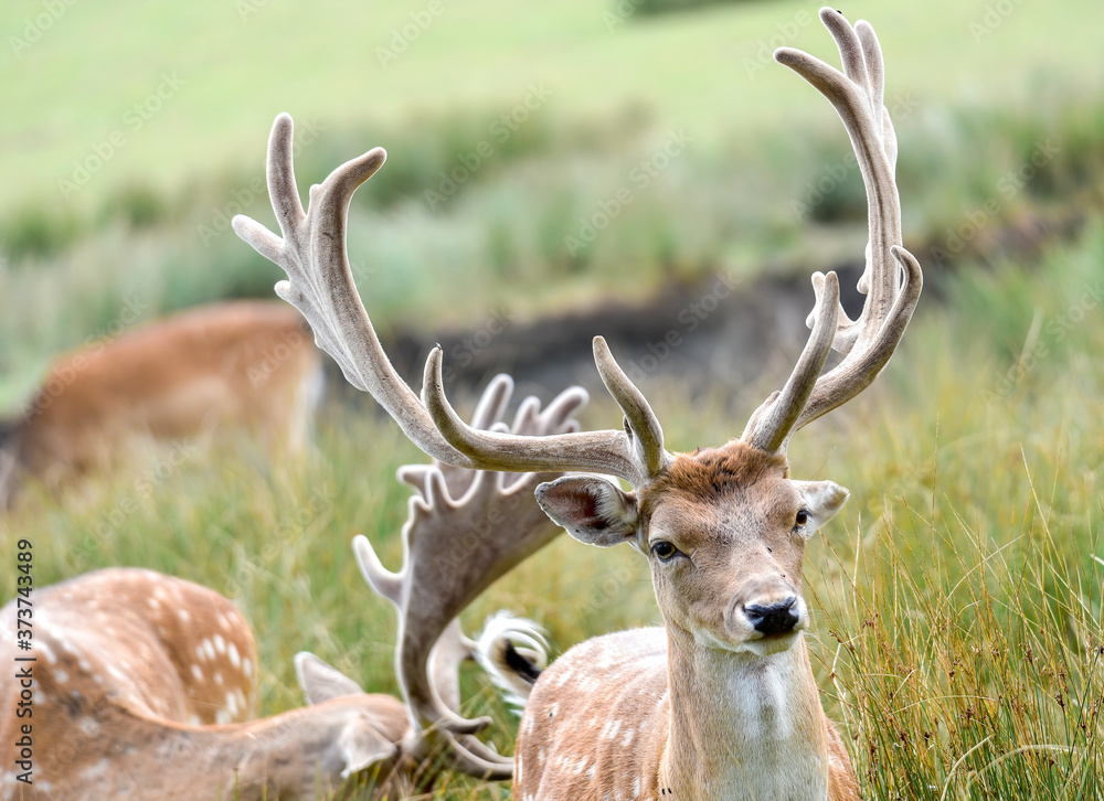 Fototapeta premium fallow deer with an imposing antler 