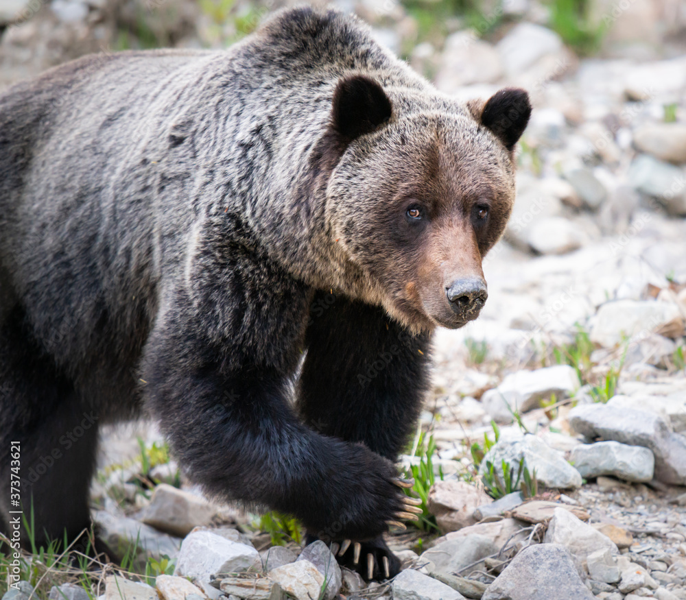 Grizzly bear in the wild Grizzly bear in the wild