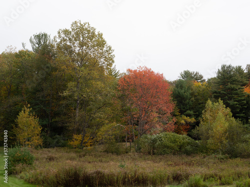 Autumn Falls on New England by Constantine
