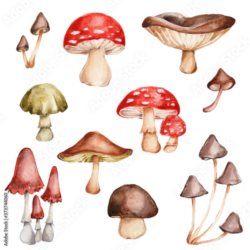 Fotografie, Obraz Mushrooms set; watercolor hand draw illustration; with white isolated background
