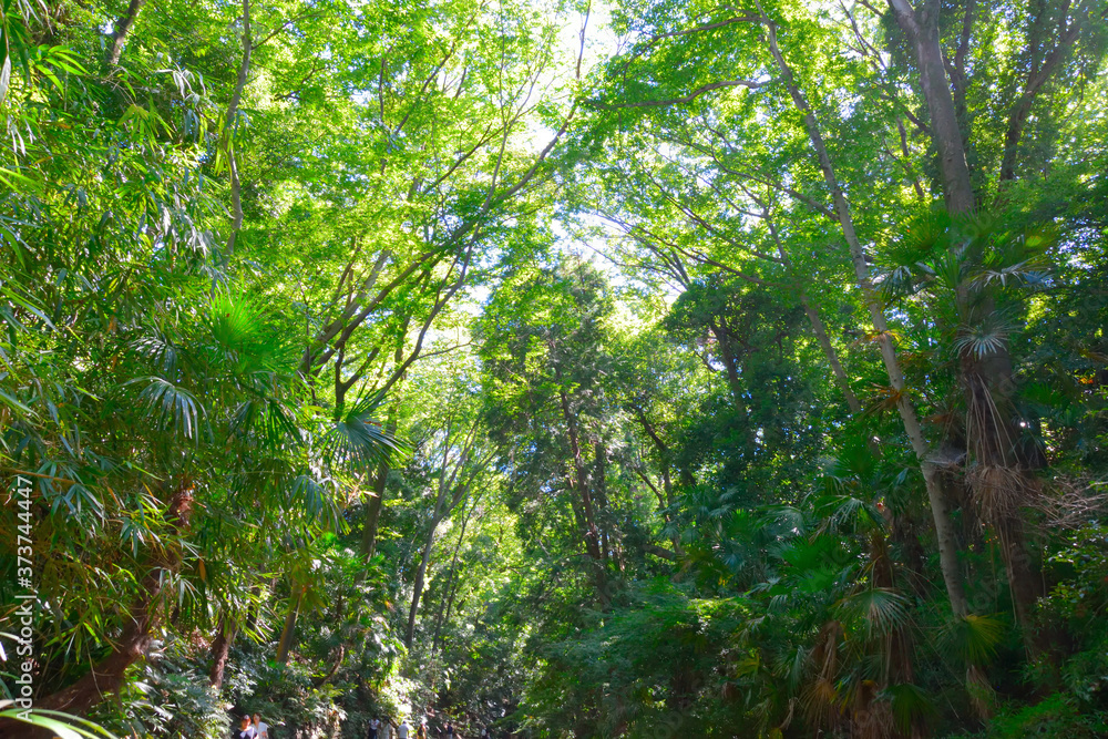 Naklejka premium 等々力渓谷/Todoroki Valley・Tokyo Setagaya