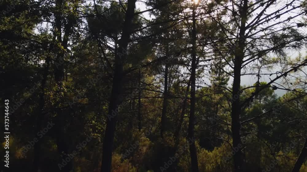 Slow backwards aerial movement between the forest trees panning right Slow backwards aerial movement between the forest trees panning right