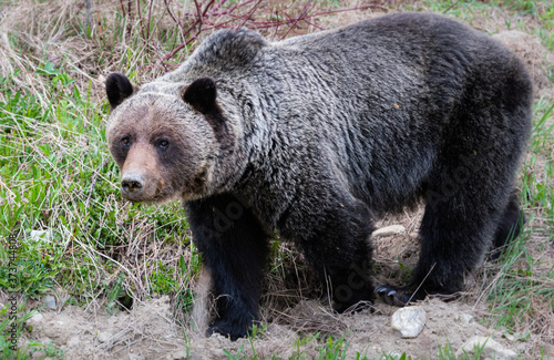 Grizzly bear in the wild