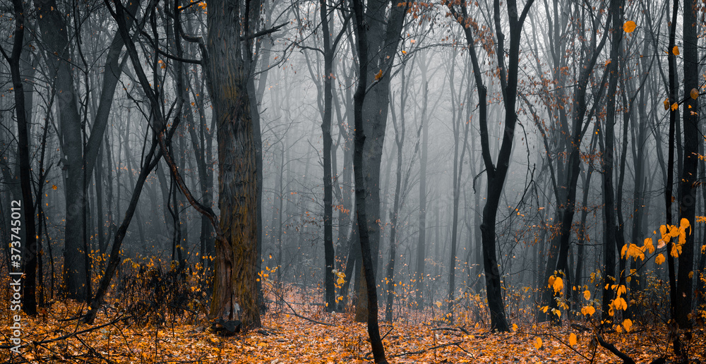Beautiful fall forest. Footpath in the dark, fairy, foggy, autumn, mysterious forest, among high trees with yellow leaves. Panoramic wide shot. - obrazy, fototapety, plakaty 
