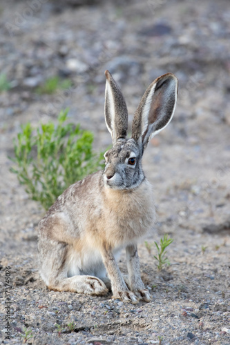 jackrabbit in the desert