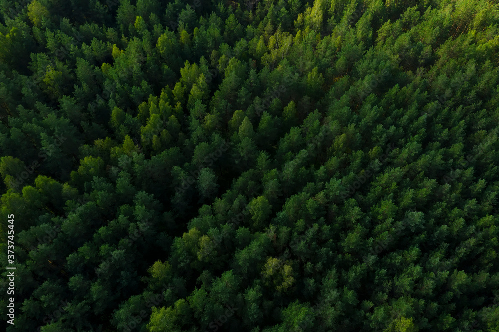 A picture from a quadrocopter of green tree crowns in summer