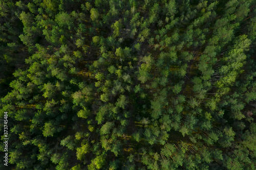 A picture from a quadrocopter of green tree crowns in summer © makedonski2015