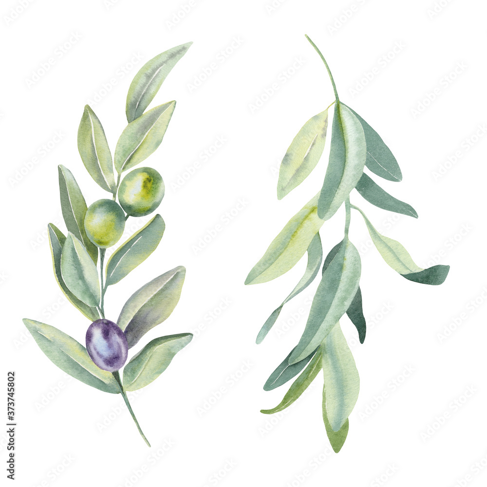 Hand paint watercolor Illustration of olive branches and leaves on white background. Perfect for creating cards, print, wedding and fashion design.  