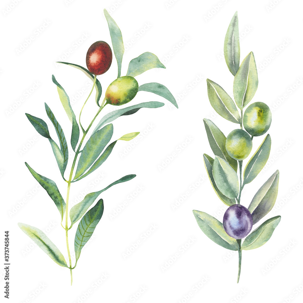 Hand paint watercolor Illustration of olive branches and leaves on ...