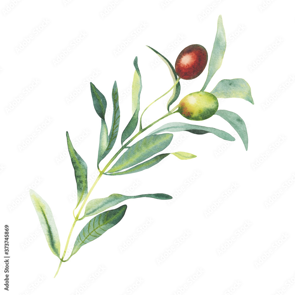 Hand paint watercolor Illustration of olive branches and leaves on ...