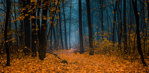 Beautiful forest on a foggy autumn day.  Fairy, autumnal mysterious forest trees with yellow leaves. Panoramic wide shot.