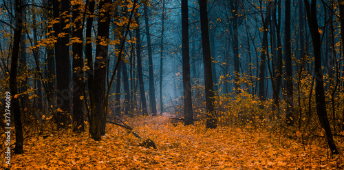 Fototapeta Naklejka Na Ścianę i Meble -  Beautiful forest on a foggy autumn day.  Fairy, autumnal mysterious forest trees with yellow leaves. Panoramic wide shot.
