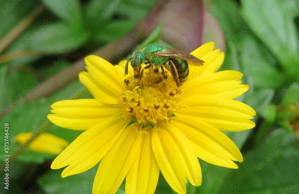 Green tropical agapostemon bee on yellow flower in Florida nature, closeup Green tropical agapostemon bee on yellow flower in Florida nature, closeup