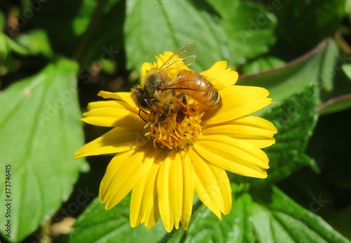 Honeybee on yellow flower in Florida nature  closeup