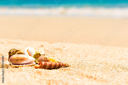 Sea shells on sand beach and blue water as summer vacation background