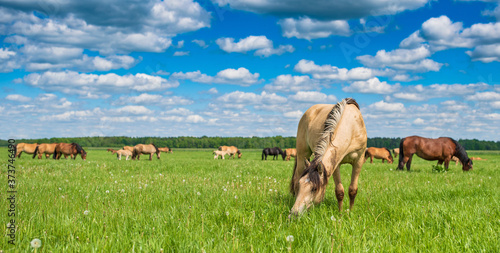 Fototapeta Naklejka Na Ścianę i Meble -  A herd of horses grazes on a summer pasture, under blue skies and beautiful clouds.