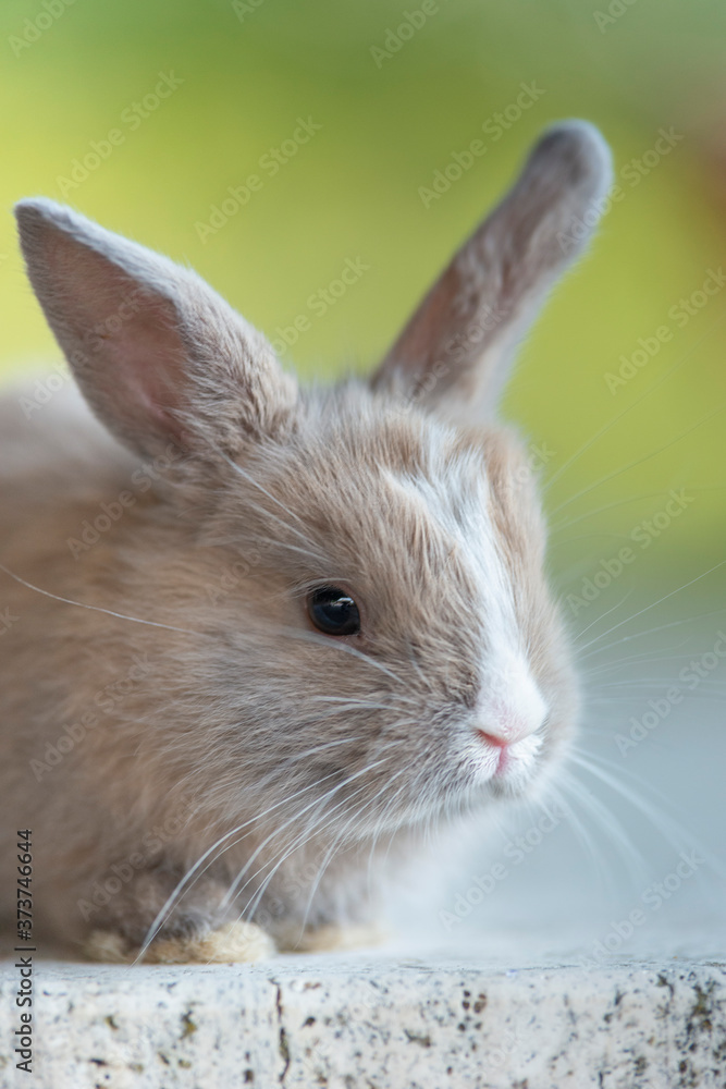 Obraz premium Coniglio nano - Purupù