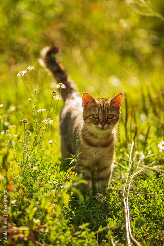 Foto little godfather in the grass photographed against the sun
