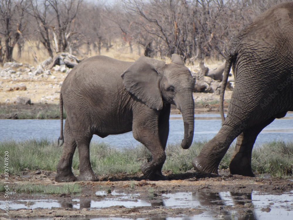 Fototapeta premium an elephant cub with his mother