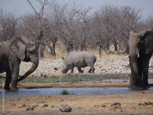 two elephants and a rhinoceros