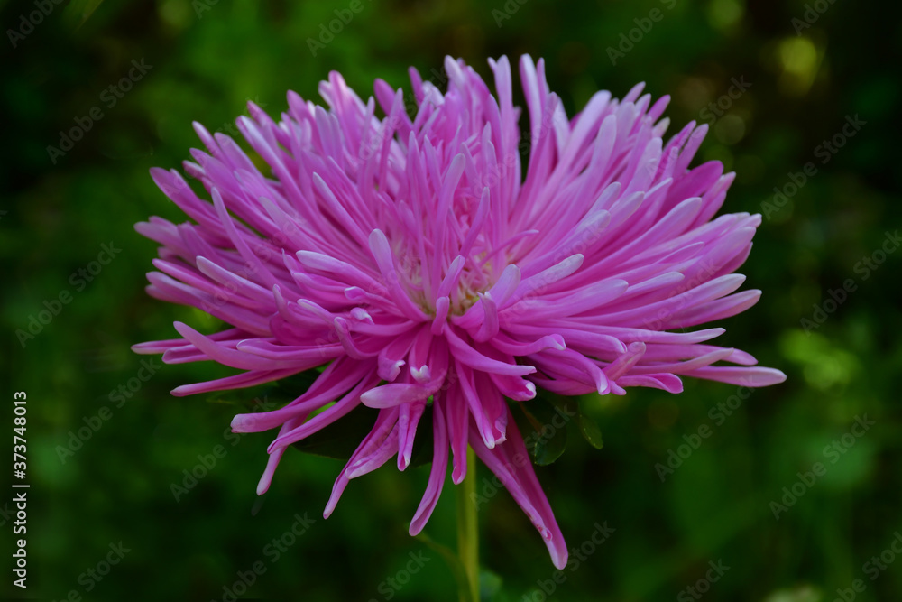 Beautiful bright pink Aster with long thin petals on a blurred background. Beautiful bright pink Aster with long thin petals on a blurred background.