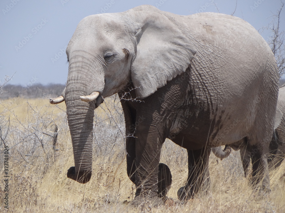 an elephant in the namibian savanna