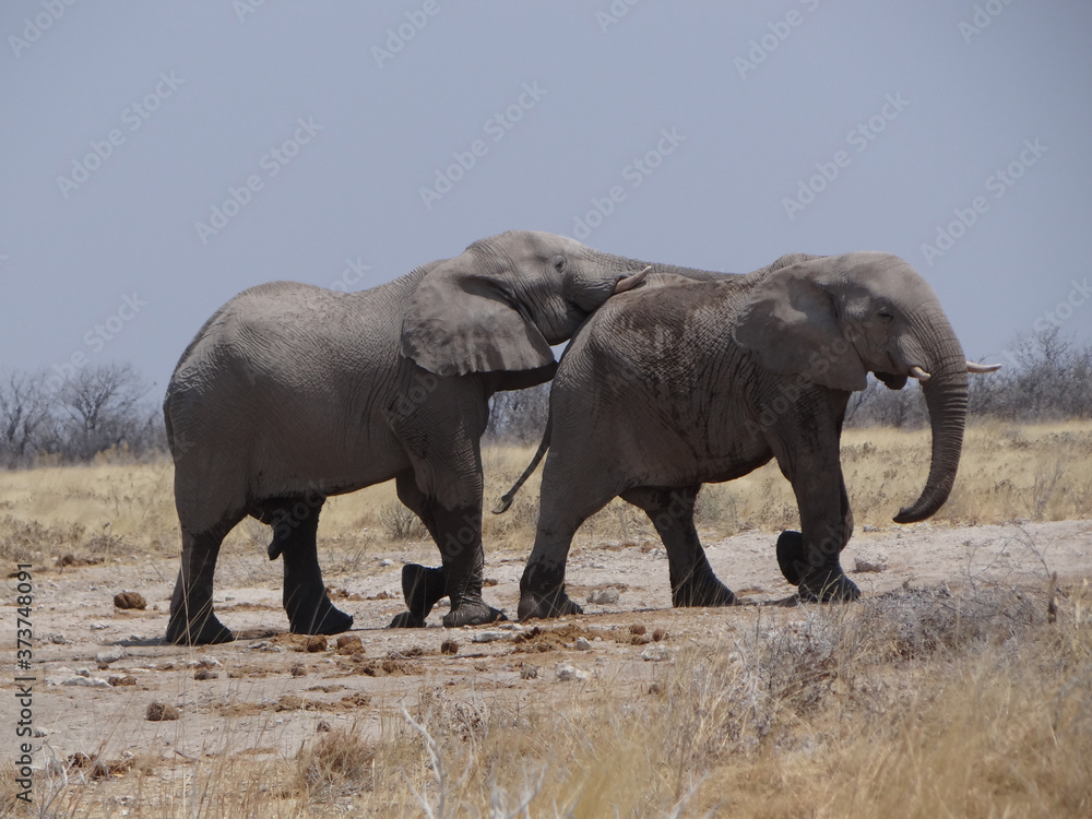 Fototapeta premium a pair of elephants in the namibian savannah