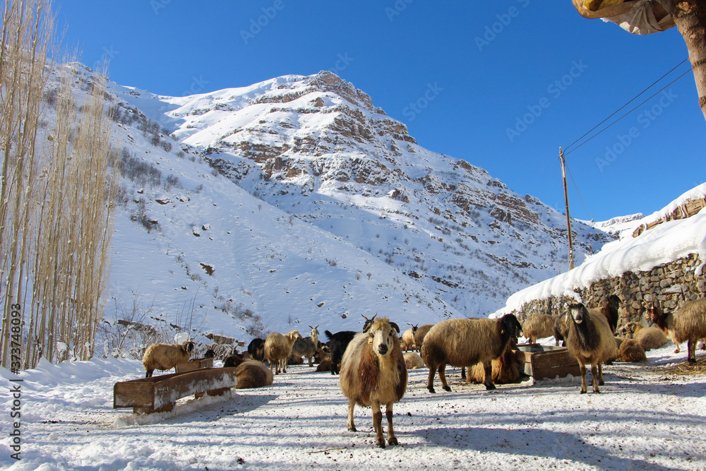 Naklejka premium sheep in the mountains