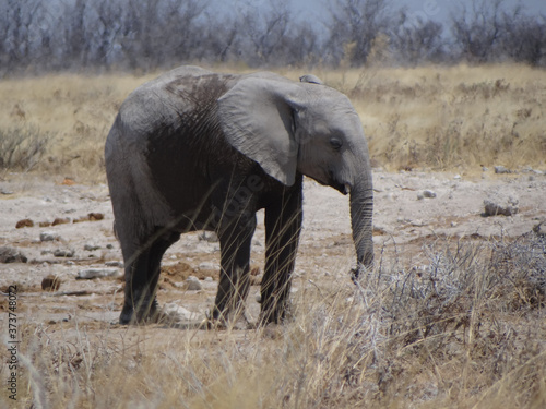 an elephant calf in namibia