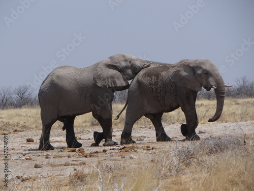 a pair of elephants in the namibian savannah