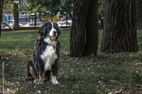 Beautiful big dog in a meadow in the park © Kooper